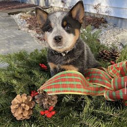 Australian Cattle Dog Puppies from Institute Australian Cattle Dogs