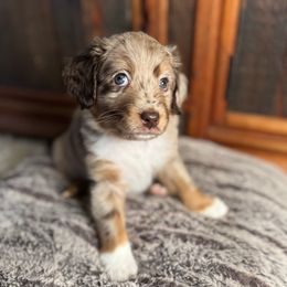 Bear - Red merle male Australian Shepherd puppy in Columbia Falls, Montana from Firefly Horse Co Wellness Retreat Center