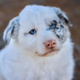 Oliver - Blue merle male Border Collie puppy in Hesperus, Colorado from I&A Border Collies