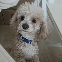 Goldendoodle puppies from Serene Canyon Doodles
