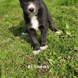 Siberian Husky Puppies from Grayline Siberians