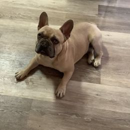 Gee Gee - French Bulldog