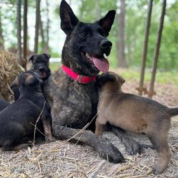 Belgian Malinois and xDutch Shepherd Puppies from Ruach Kaizen Malinois