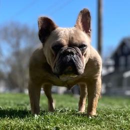 Ruger - French Bulldog