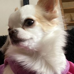Nutmeg - Chihuahua