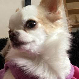 Nutmeg - Chihuahua