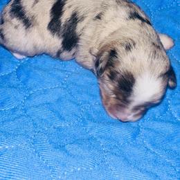 Blueberry - Blue merle female Miniature Australian Shepherd puppy in Norco, California from Joyfulpuppies