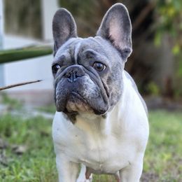 French Bulldogs from Phenomenal Frenchies