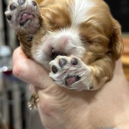 Cocker Spaniel Puppies from Bella Cavalier and Cockers
