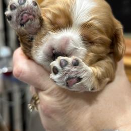 Cocker Spaniel Puppies from Bella Cavalier and Cockers