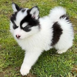 Benny - Black and white male Pomsky puppy in Mc Minnville, Oregon from West Coast Pomskies