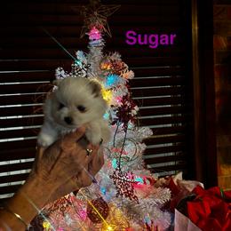 Sugar - Cream parti female Pomeranian puppy in Odessa, Texas from Cherry's Poms
