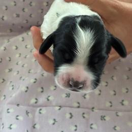 Poppy - Black and white female English Springer Spaniel puppy in Fruita, Colorado from Maggie Mae’s Springer Spaniel Spot