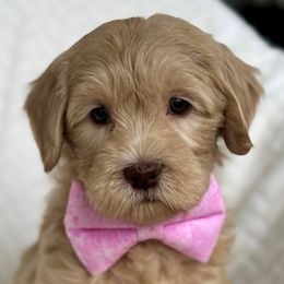 Sierra - Caramel female Australian Labradoodle puppy in Londonderry, New Hampshire from Granite State Labradoodles