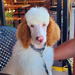 Poodle Puppies from Cajun Girl Kennels
