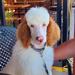 Poodle Puppies from Cajun Girl Kennels