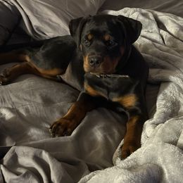 Woodford - Black and mahogany male Rottweiler puppy in Jeffersonville, Indiana from Rottweiler von knight enterprise