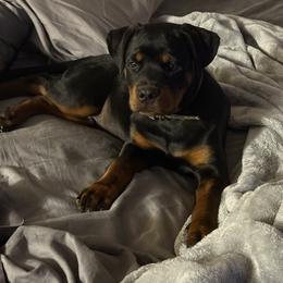 Woodford - Black and mahogany male Rottweiler puppy in Jeffersonville, Indiana from Rottweiler von knight enterprise