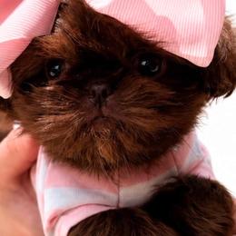Coco - Liver female Shih Tzu puppy in Dallas, Texas from Heart and Soul Shih Tzu