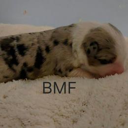 Blossom - Blue merle female Miniature Australian Shepherd puppy in Crowell, Texas from Ardent Aussie Acres