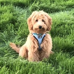 Ginger - Goldendoodle