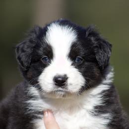 Hunch - Black tri-color male Australian Shepherd puppy in Springville, Alabama from Cross Creek Aussies