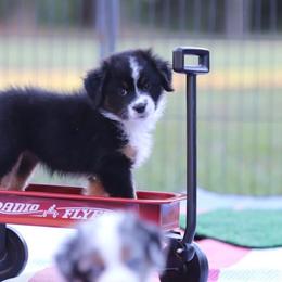 Wendy - Black tri female Miniature American Shepherd puppy in Mineola, Texas from Southern Star Miniature American Shepherds