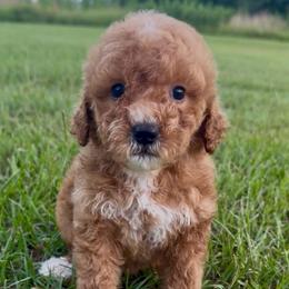 Girl 1 - Red  female Goldendoodle puppy in Meridian, Mississippi from Magnolia Poodles and Doodles