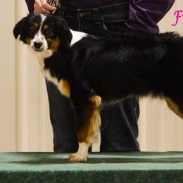 Freckle - Miniature Australian Shepherd