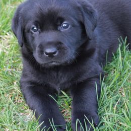 Beagles and Labrador Retrievers from Green Acres Labradors & Beagles