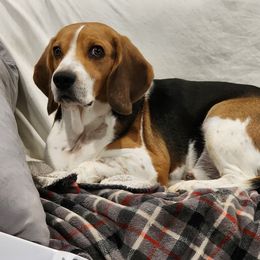 Tucker - Beagle