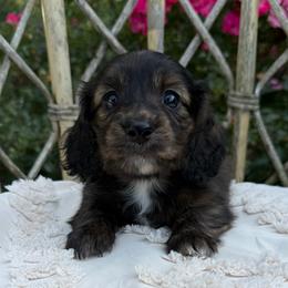 Red brindle - Red female Dachshund puppy in Bryan, Ohio from Wysteria Hill Doxies