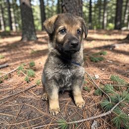 Potsie - Sable male German Shepherd puppy in Oakland, Oregon from VHM German Shepherds