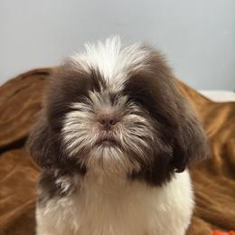 Nelly - Liver and white female Shih Tzu puppy in Azusa, California from RJ Shih Tzu lover