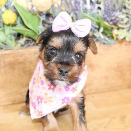 Allie - Black and tan female Yorkshire Terrier puppy in Hugo, Oklahoma from Ann R.