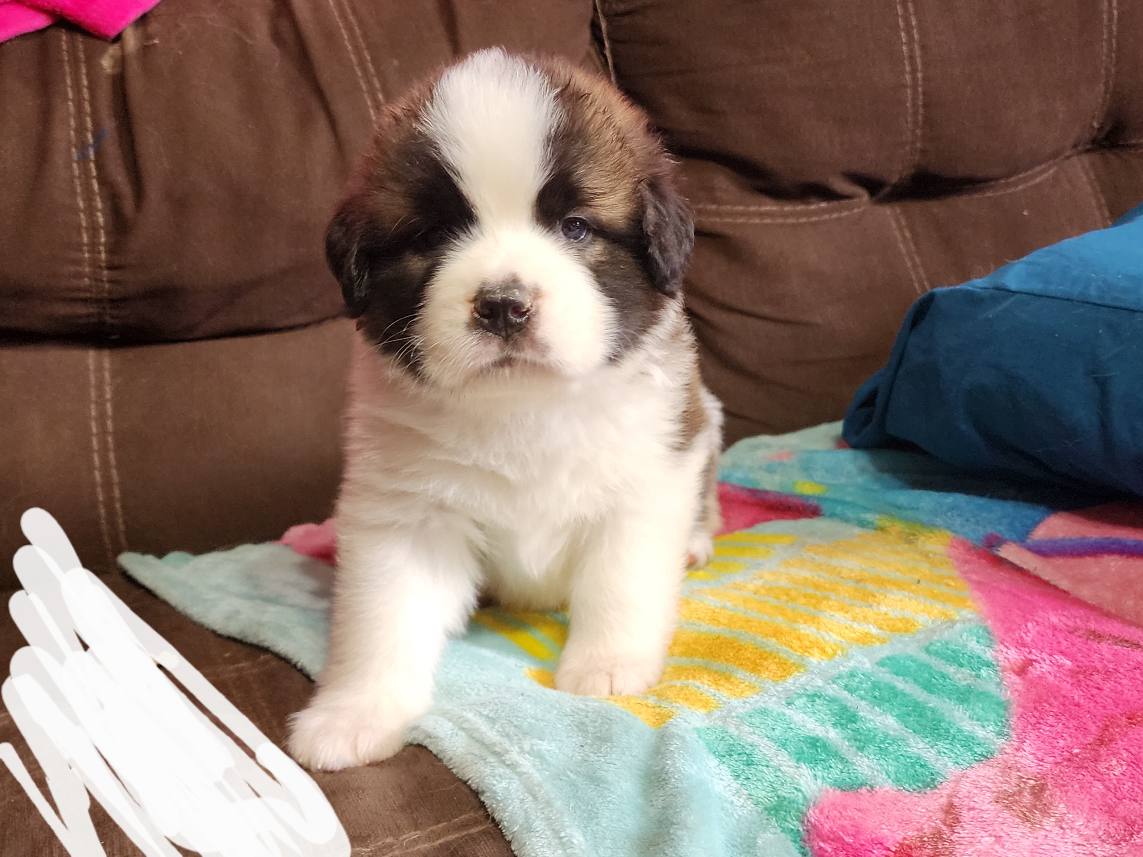 Saint Bernard Puppies from Tonya Tate's Saint Bernards