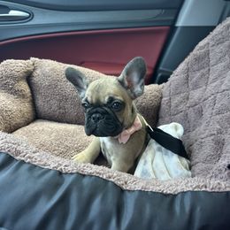 French Bulldog Puppies from Heartfelt Kennels