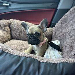 French Bulldog Puppies from Heartfelt Kennels