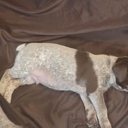 German Shorthaired Pointer Puppies from Stoney Fork German Shorthaired Pointers