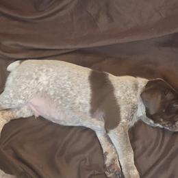 German Shorthaired Pointer Puppies from Stoney Fork German Shorthaired Pointers