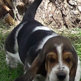 Basset Hound Puppies from Castlewood Basset Hounds
