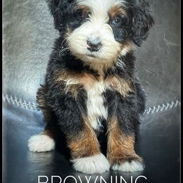 Assorted Doodle Crosses, Aussiedoodle, and Australian Shepherd Puppies from Faith, Feathers & FurBabies