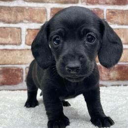 Odessa - Black female Dachshund puppy in Industry, Illinois from KDKs Kennels