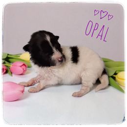 Opal - White and black female Shetland Sheepdog puppy in Minnesota from Sheltie Puppies