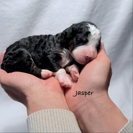 Jasper - Tri-color male Bernedoodle puppy in Pottstown, Pennsylvania from Willow-Be Doodles