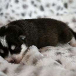 Pomsky Puppies from Saint Peters Pomskies