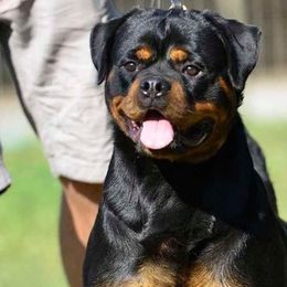Sakura - Rottweiler
