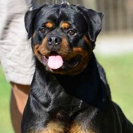 Sakura - Rottweiler