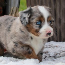 Toy Australian Shepherds from Circle J Aussies