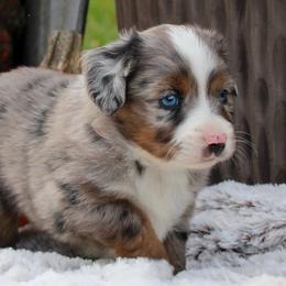 Toy Australian Shepherds from Circle J Aussies